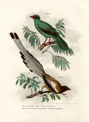 Short-tailed Green Magpie, 1864
